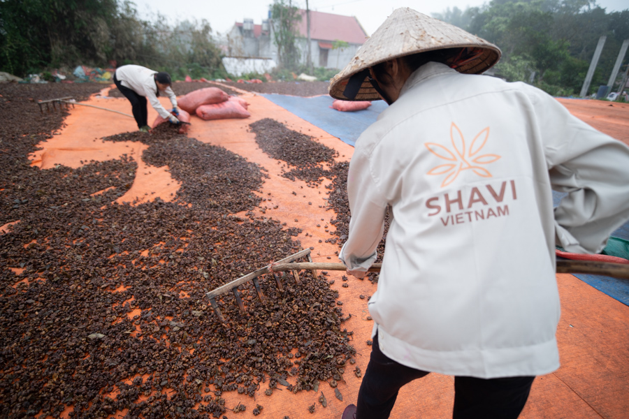 Shavi-Vietnam-Star-Anise-wholesale-Supplier