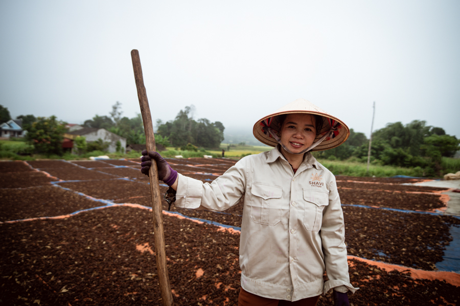 Shavi-Vietnam-Organic-Star-Anise-Manufacturer