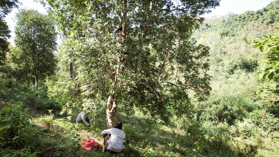 Harvesting-Organic-Star-Anise