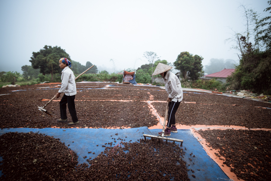 Wholesale-star-anise-drying