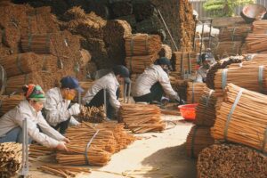 sample-cinnamon-Shavi-Vietnam